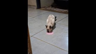 Gato é encontrado no bairro Santa Cruz Imagem referente a Gato é encontrado no bairro Santa Cruz