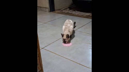 Gato é encontrado no bairro Santa Cruz Gato é encontrado no bairro Santa Cruz