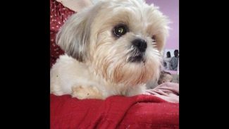 Cachorra é encontrada no bairro Santa Cruz Imagem referente a Cachorra é encontrada no bairro Santa Cruz