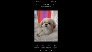 Cachorra Mel desapareceu no bairro Santa Cruz Imagem referente a Cachorra Mel desapareceu no bairro Santa Cruz