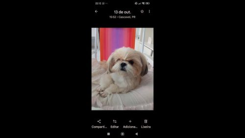 Cachorra Mel desapareceu no bairro Santa Cruz Cachorra Mel desapareceu no bairro Santa Cruz