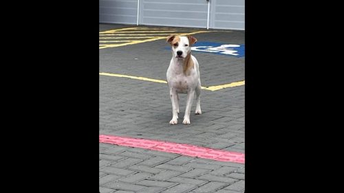 Cachorra é encontrada no bairro Parque São Paulo Cachorra é encontrada no bairro Parque São Paulo