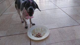 Cachorra Maggie desapareceu no bairro São Cristóvão Imagem referente a Cachorra Maggie desapareceu no bairro São Cristóvão