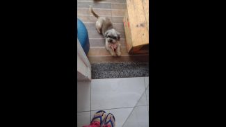 Cachorra Meg desapareceu no bairro Região do Lago Imagem referente a Cachorra Meg desapareceu no bairro Região do Lago