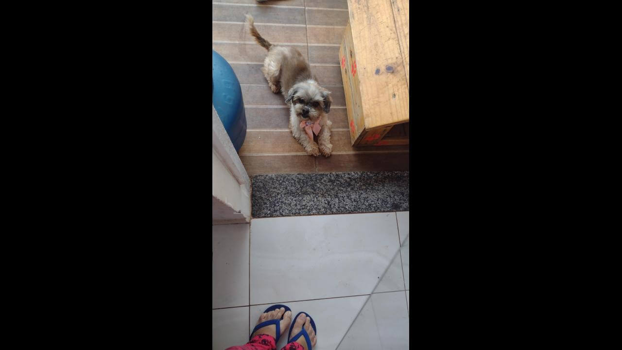 Cachorra Meg desapareceu no bairro Região do Lago Cachorra Meg desapareceu no bairro Região do Lago