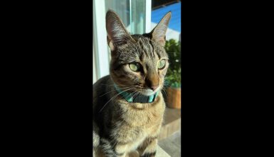 Imagem referente a Gata Rita desapareceu no bairro Cancelli