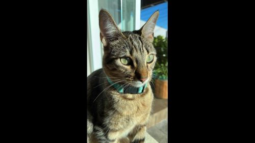 Gata Rita desapareceu no bairro Cancelli Gata Rita desapareceu no bairro Cancelli