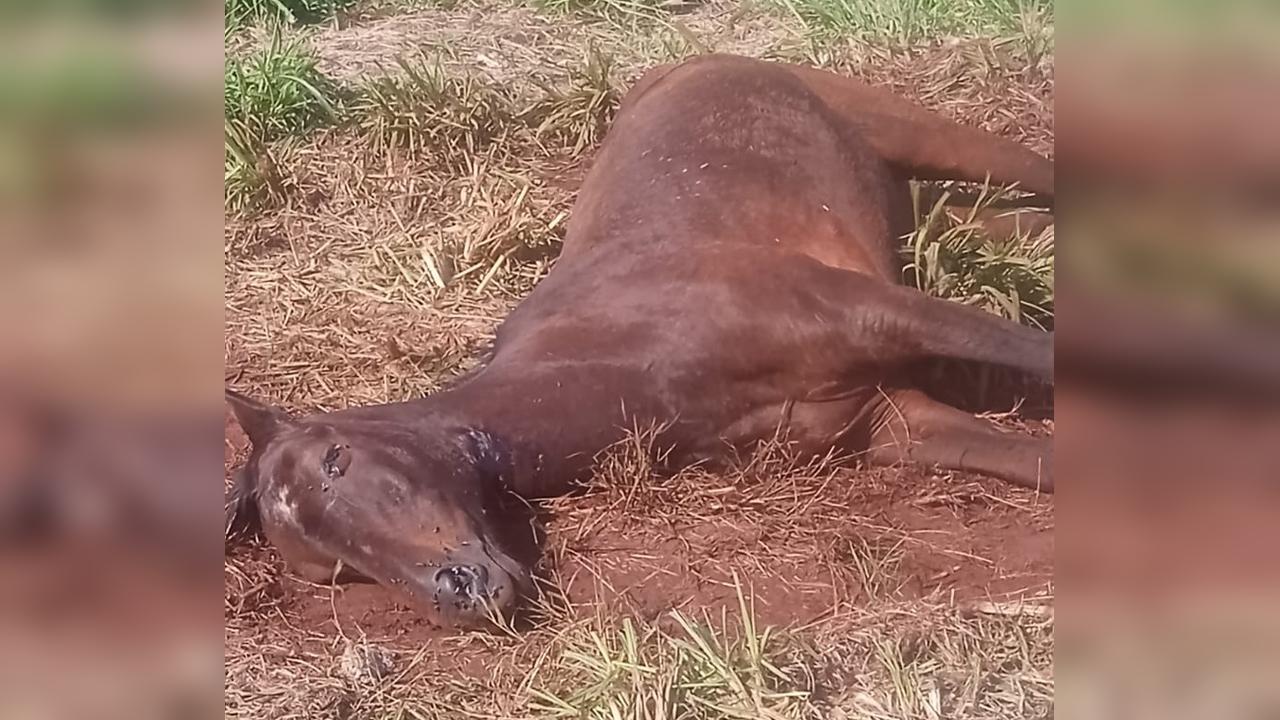 Cavalo é sacrificado para cessar sofrimento após ser encontrado em estado grave em terreno baldio no Brasmadeira Cavalo é sacrificado para cessar sofrimento após ser encontrado em estado grave em terreno baldio no Brasmadeira