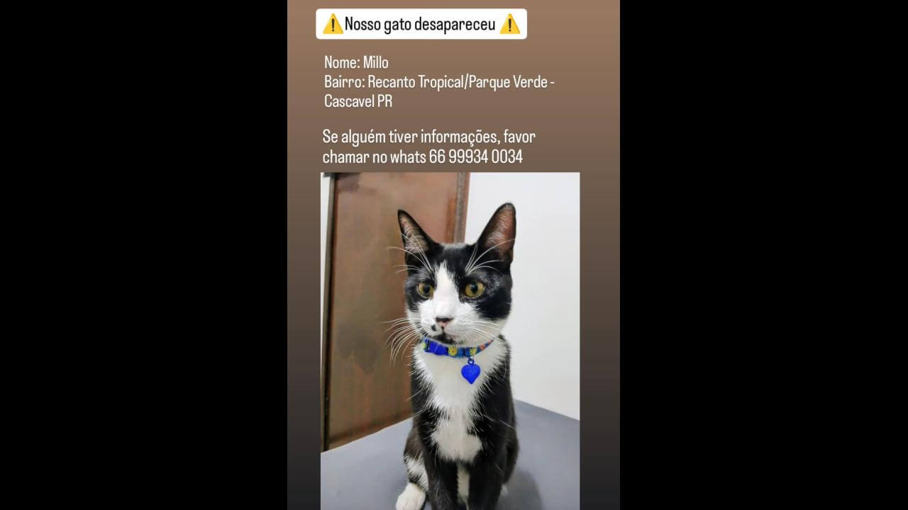Gato Millo desapareceu no bairro Parque Verde