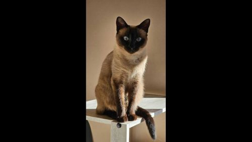 Gata Fifi desapareceu no bairro Maria Luiza Gata Fifi desapareceu no bairro Maria Luiza