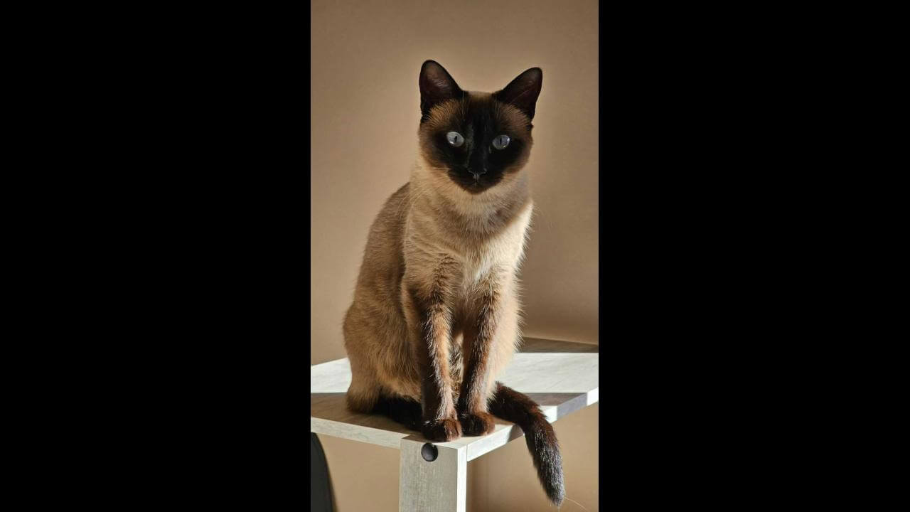 Gata Fifi desapareceu no bairro Maria Luiza