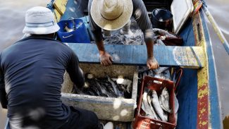 Pesquisadores encontram mercúrio em peixes da Baía de Guanabara Pesquisadores encontram mercúrio em peixes da Baía de Guanabara