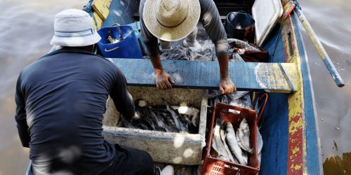 Pesquisadores encontram mercúrio em peixes da Baía de Guanabara Imagem referente a Pesquisadores encontram mercúrio em peixes da Baía de Guanabara
