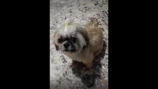 Imagem referente a Cachorra Belinha desapareceu no bairro Jardim Veneza