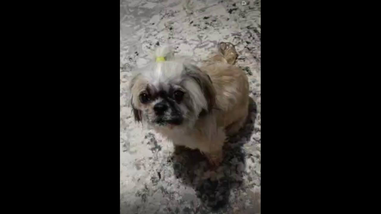 Cachorra Belinha desapareceu no bairro Jardim Veneza