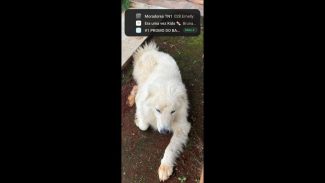 Imagem referente a Cachorro é encontrado no bairro Fag