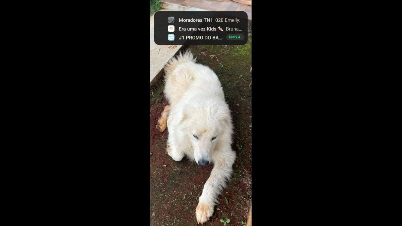 Cachorro é encontrado no bairro Fag