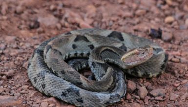 Idoso é picado por jararaca e médico confunde cobra com outra inofensiva em UPA Imagem referente a Idoso é picado por jararaca e médico confunde cobra com outra inofensiva em UPA