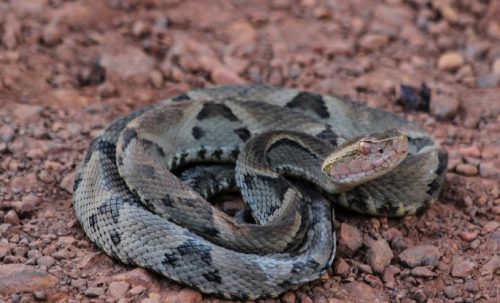Idoso é picado por jararaca e médico confunde cobra com outra inofensiva em UPA Imagem referente a Idoso é picado por jararaca e médico confunde cobra com outra inofensiva em UPA