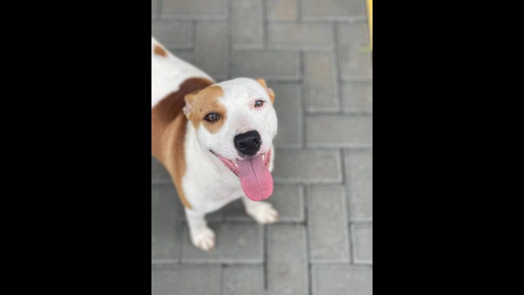 Cachorra é encontrada no bairro Parque São Paulo