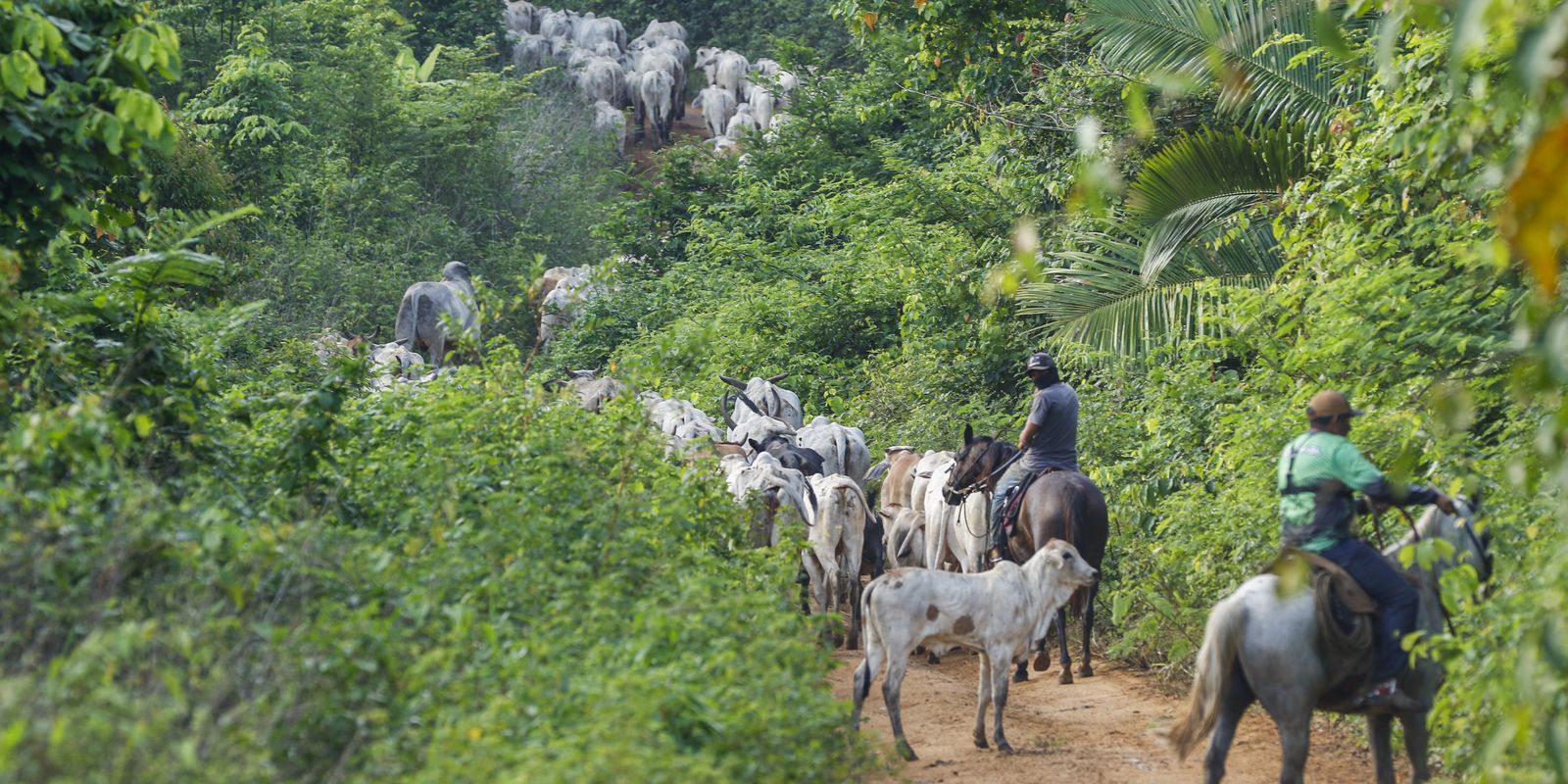 Vaqueiro contratado pelo Ibama é morto em terra indígena no Pará