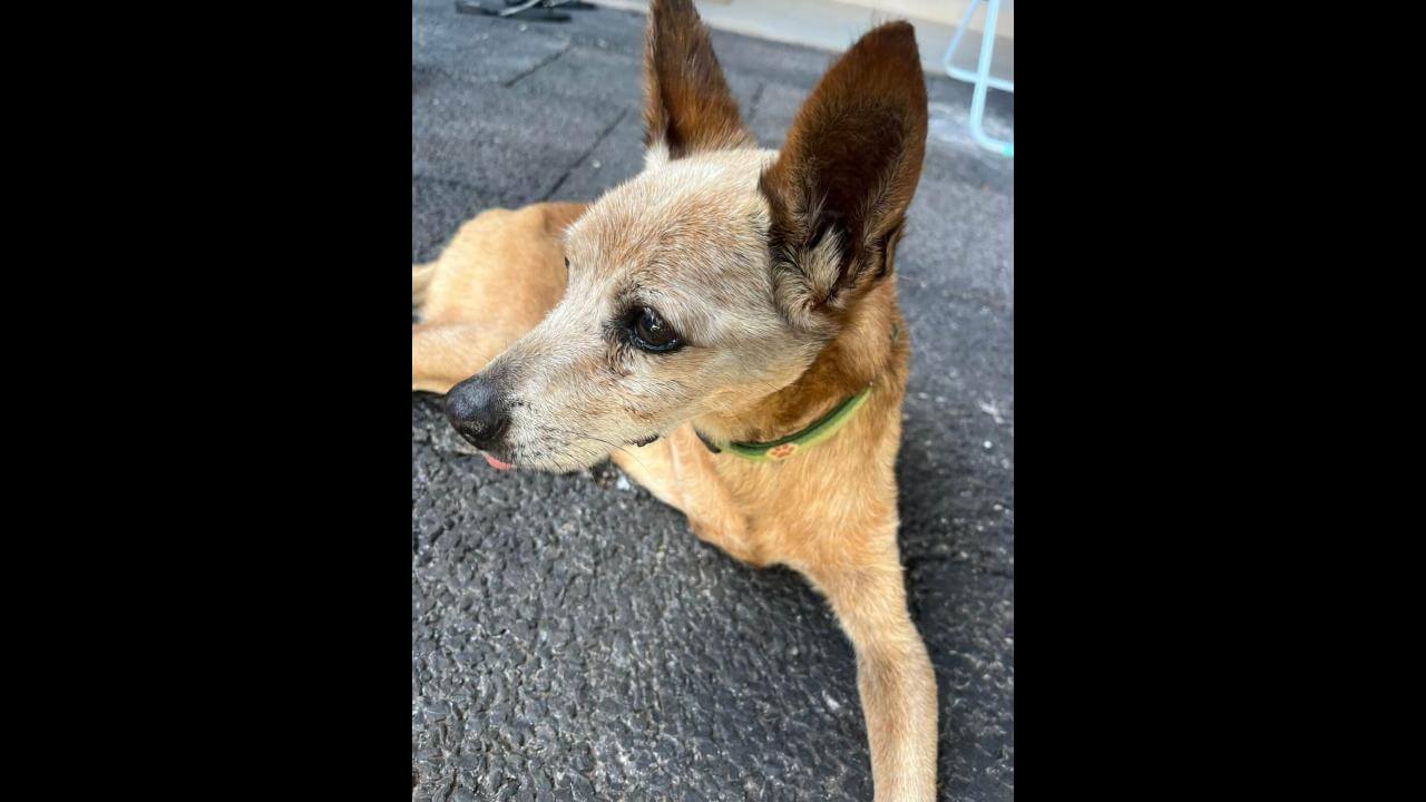 Cachorro Alvin desapareceu no bairro Canadá Cachorro Alvin desapareceu no bairro Canadá