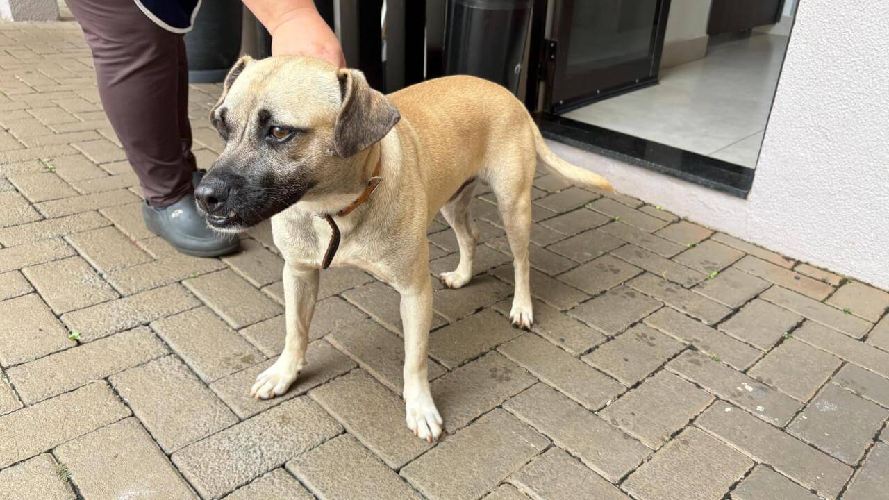 Cachorro é encontrado no bairro Recanto Tropical Cachorro é encontrado no bairro Recanto Tropical