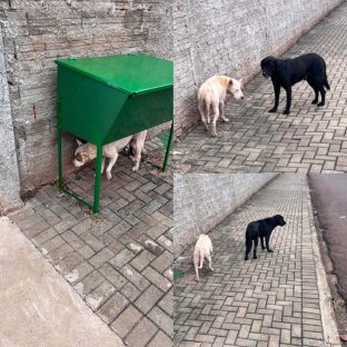 Cachorro é encontrado no bairro Guarujá Imagem referente a Cachorro é encontrado no bairro Guarujá