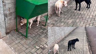 Imagem referente a Cachorro é encontrado no bairro Guarujá