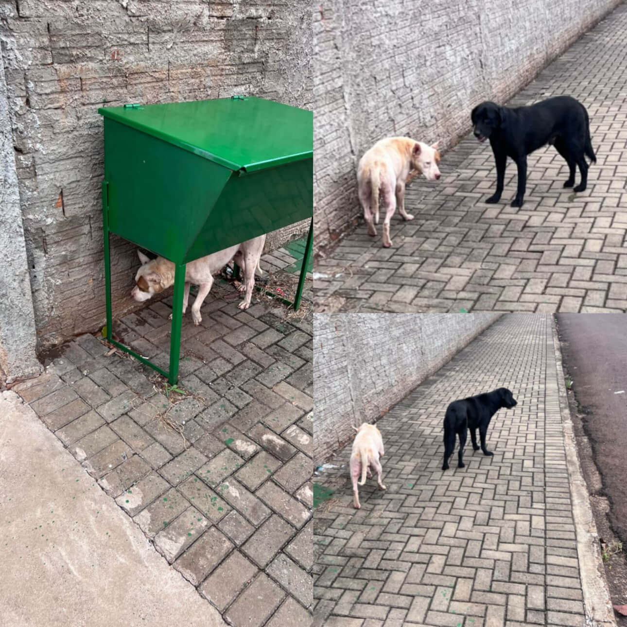 Cachorro é encontrado no bairro Guarujá