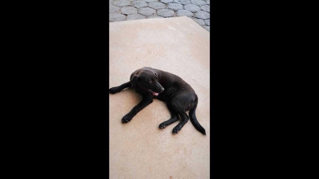 Cachorra é encontrada no bairro Parque São Paulo