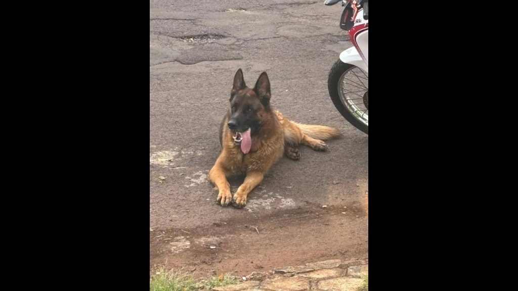 Cachorro é encontrado no bairro Coqueiral