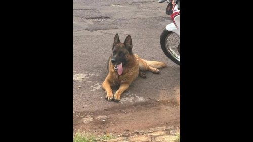 Cachorro é encontrado no bairro Coqueiral