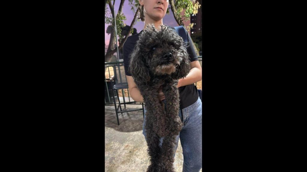 Cachorro é encontrado no bairro Centro