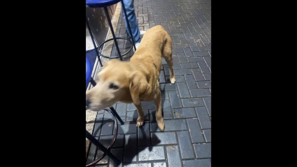 Cachorro é encontrado no bairro Alto Alegre