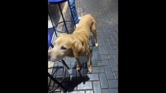 Cachorro é encontrado no bairro Alto Alegre Imagem referente a Cachorro é encontrado no bairro Alto Alegre