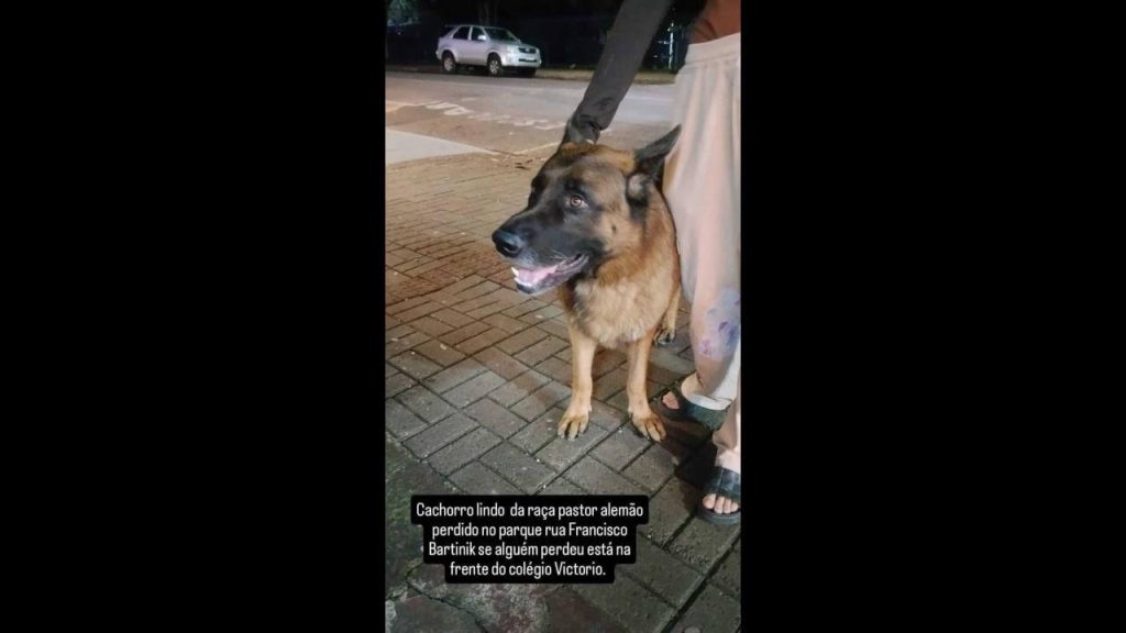 Cachorro é encontrado no bairro Parque Verde
