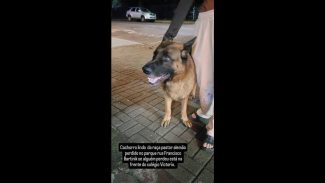 Cachorro é encontrado no bairro Parque Verde Imagem referente a Cachorro é encontrado no bairro Parque Verde