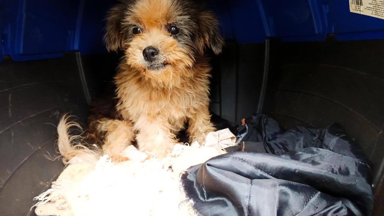 Cachorra Fofinha desapareceu no bairro Coqueiral