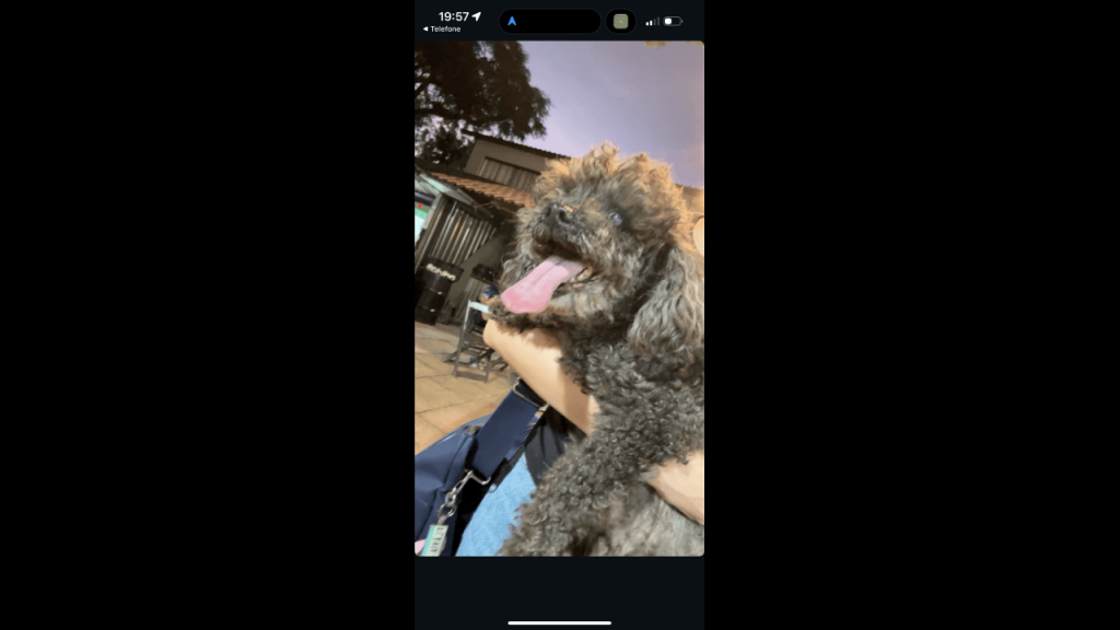 Cachorro é encontrado no bairro Centro