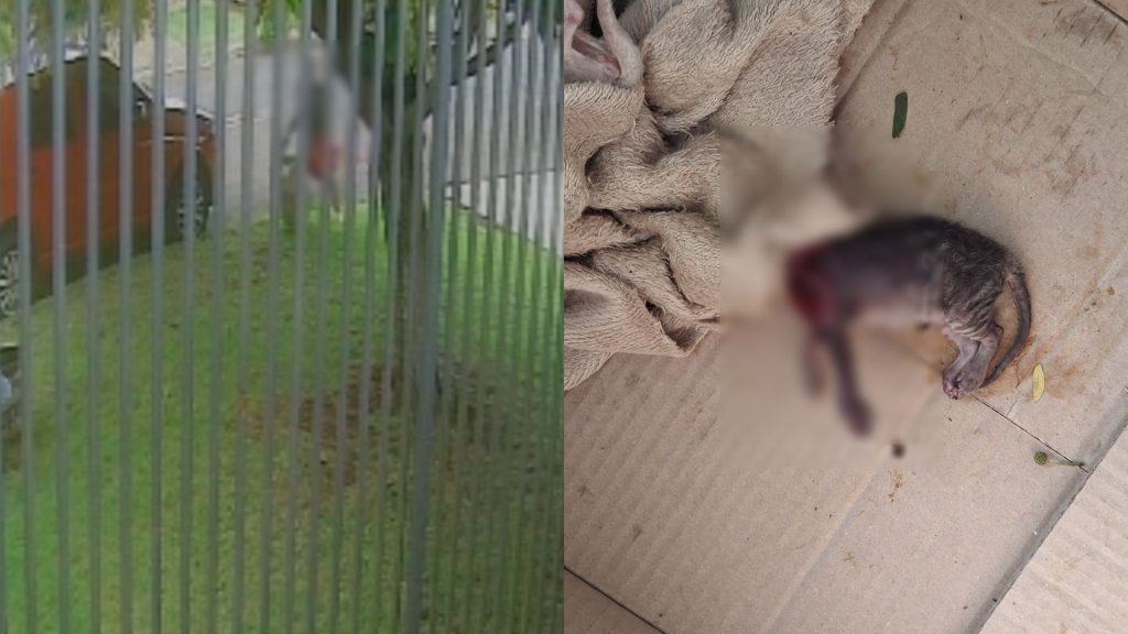 Crueldade extrema: caixa com gatinho decapitado é deixada em frente à residência em Cascavel