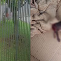 Crueldade extrema: caixa com gatinho decapitado é deixada em frente à residência em Cascavel Imagem referente a Crueldade extrema: caixa com gatinho decapitado é deixada em frente à residência em Cascavel