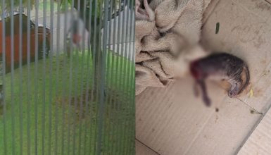 Imagem referente a Crueldade extrema: caixa com gatinho decapitado é deixada em frente à residência em Cascavel