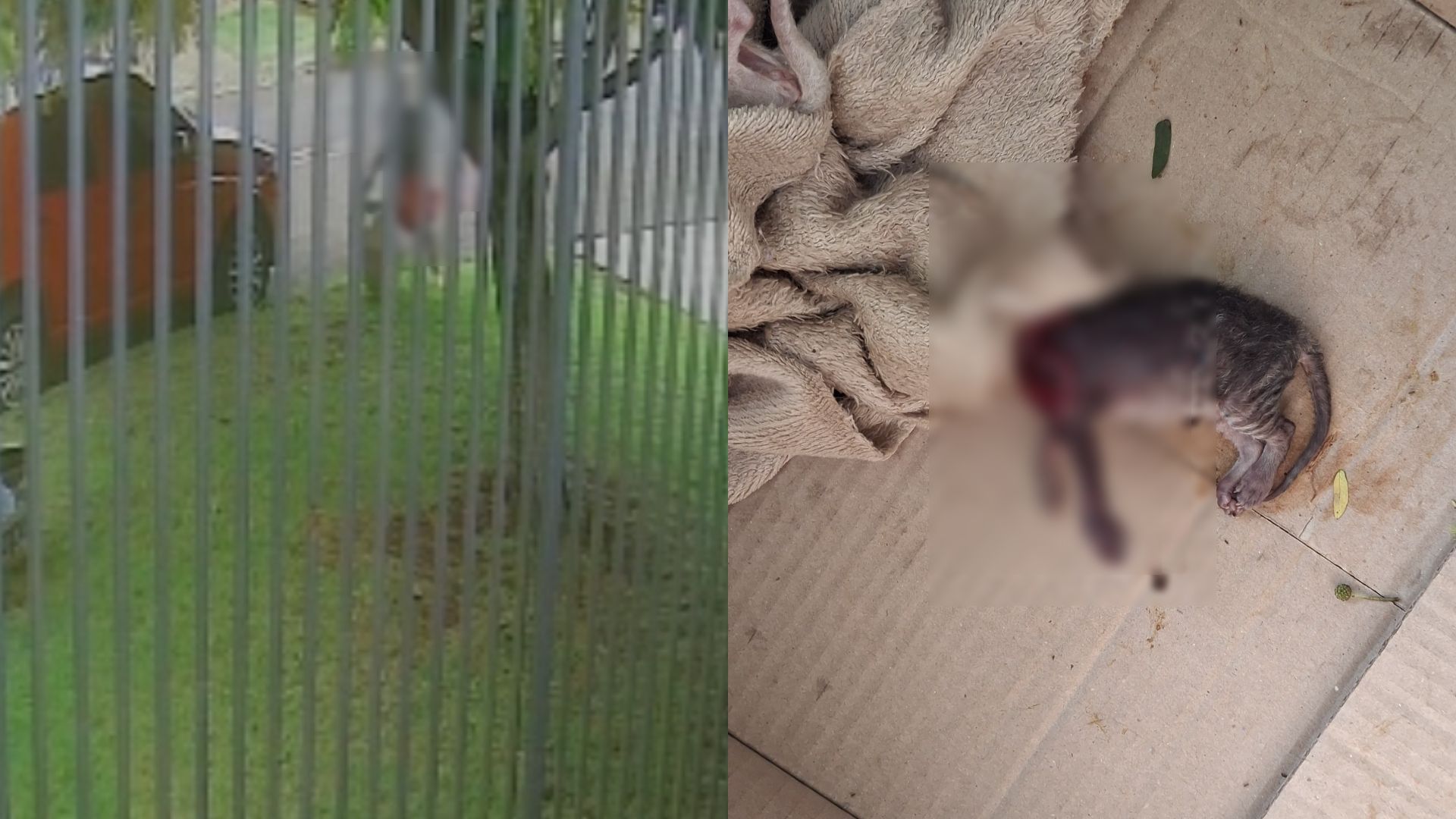 Crueldade extrema: caixa com gatinho decapitado é deixada em frente à residência em Cascavel Imagem referente a Crueldade extrema: caixa com gatinho decapitado é deixada em frente à residência em Cascavel