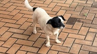 Imagem referente a Cachorro é encontrado no bairro Cataratas