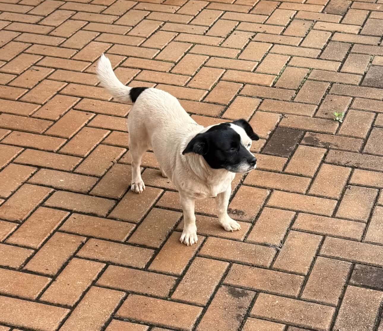 Cachorro é encontrado no bairro Cataratas