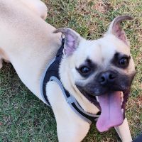 Imagem referente a Prefeitura oferece microchipagem gratuita de cães e gatos hoje, no bairro Periolo