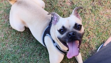 Prefeitura oferece microchipagem gratuita de cães e gatos hoje, no bairro Periolo Imagem referente a Prefeitura oferece microchipagem gratuita de cães e gatos hoje, no bairro Periolo