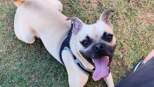 Prefeitura oferece microchipagem gratuita de cães e gatos hoje, no bairro Periolo Imagem referente a Prefeitura oferece microchipagem gratuita de cães e gatos hoje, no bairro Periolo