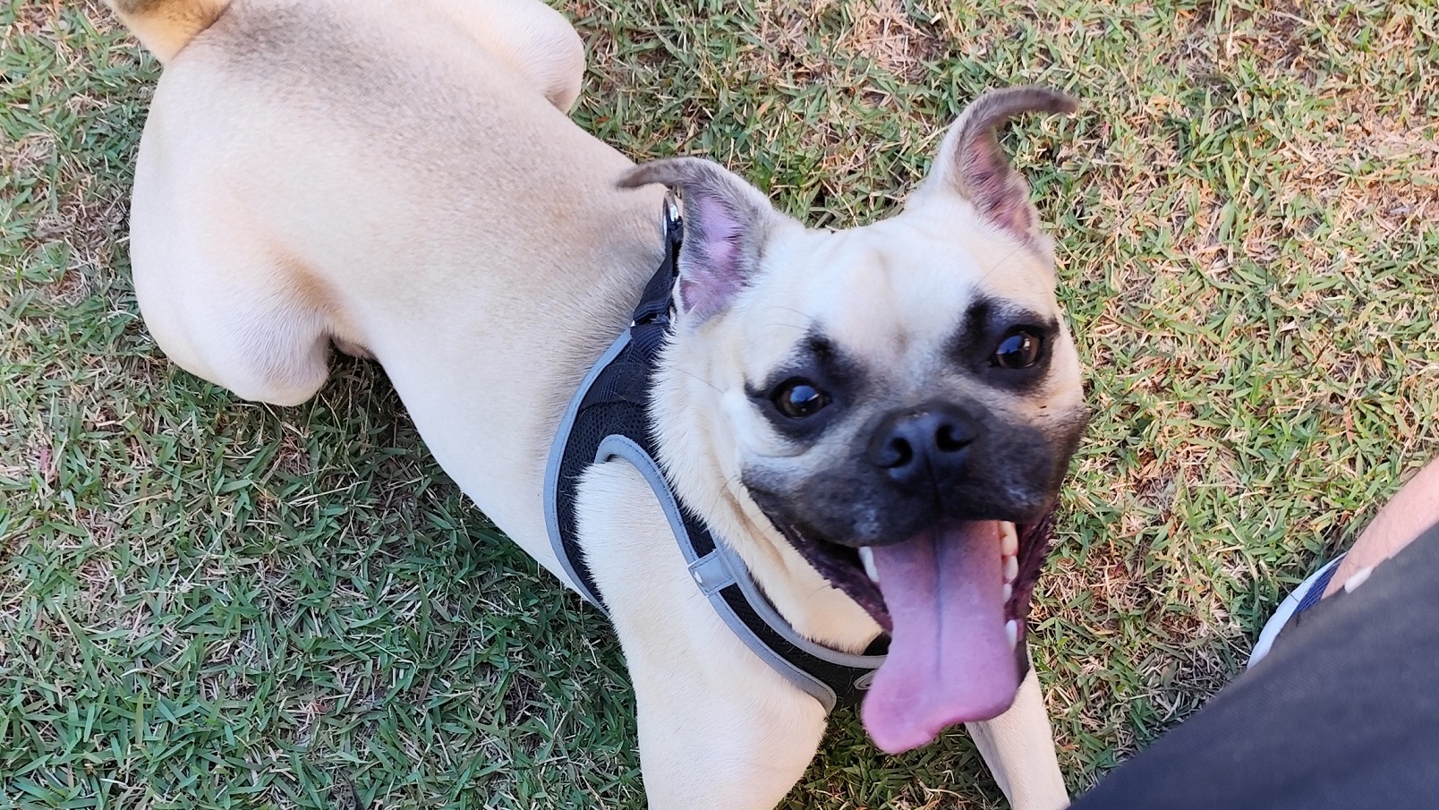Prefeitura oferece microchipagem gratuita de cães e gatos hoje, no bairro Periolo